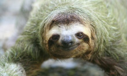 The Slow Pace of Sloths