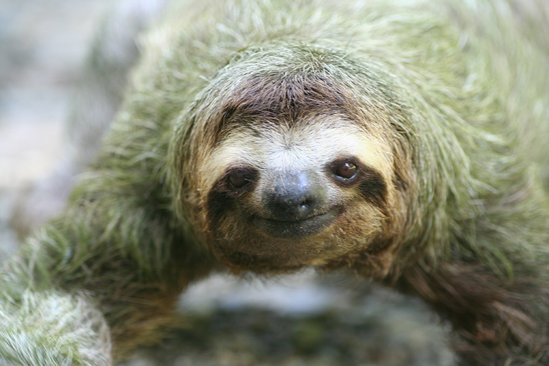 The Slow Pace of Sloths